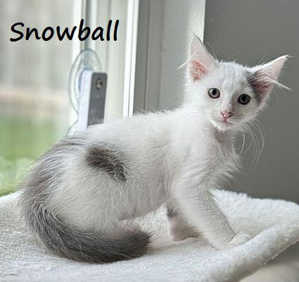 adoptable Cat in Houston, TX named Snowball #after-five-jetset