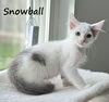 adoptable Cat in  named Snowball #after-five-jetset