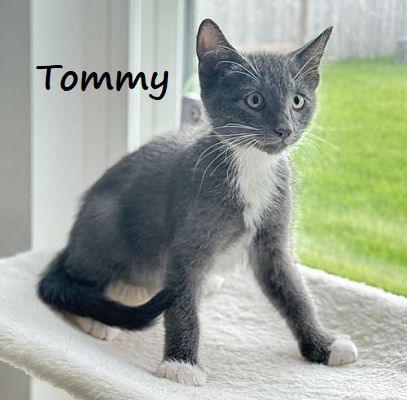 adoptable Cat in Houston, TX named Tommy #after-five-jetset