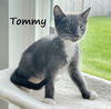 adoptable Cat in Houston, TX named Tommy #after-five-jetset