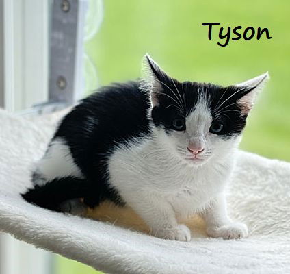 adoptable Cat in Houston, TX named Tyson #after-five-jetset