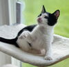 adoptable Cat in  named Charlie #after-five-jetset