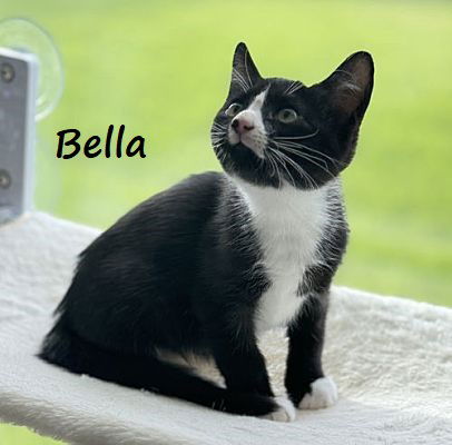 adoptable Cat in Houston, TX named Bella #after-five-jetset