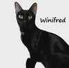 adoptable Cat in  named Winifred #Hocus-Pocus-crew