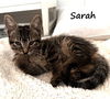 adoptable Cat in  named Sarah #Hocus-Pocus-crew