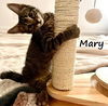 adoptable Cat in  named Mary #Hocus-Pocus-crew