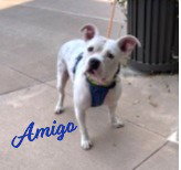picture of the dog needing adoption