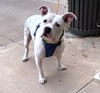 adoptable Dog in Houston, TX named Amigo #canine-marshmallow