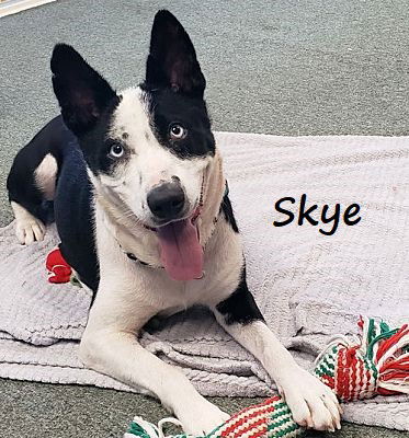 adoptable Dog in Houston, TX named Skye #ice-blue-eyes