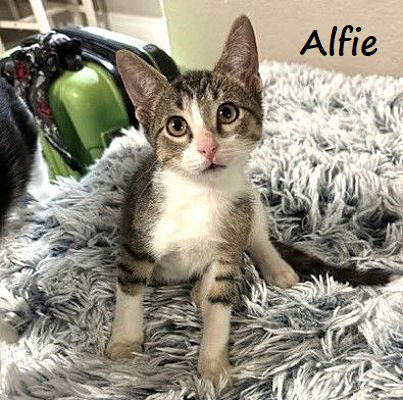 adoptable Cat in Sugar Land, TX named Alfie #spotted-tummy