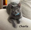 adoptable Cat in Houston, TX named Charlie #brother-of-Lucille