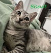 adoptable Cat in  named Biscuit #knead-a-friend?