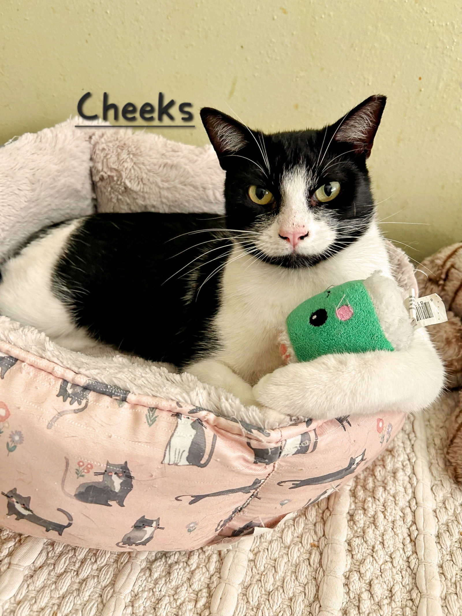 adoptable Cat in Sugar Land, TX named Cheeks #Attention-Seeker