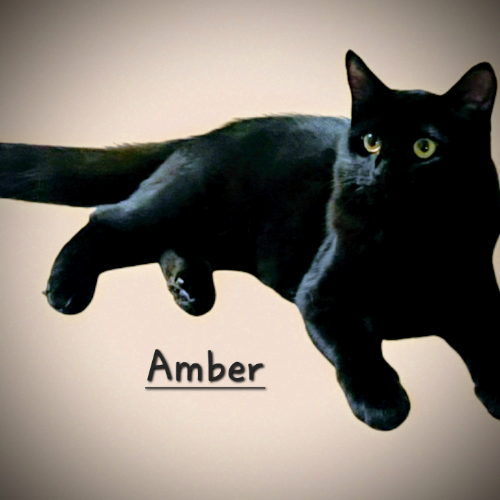 adoptable Cat in Sugar Land, TX named Amber #Beautiful-Eyes