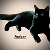 adoptable Cat in  named Amber #Beautiful-Eyes