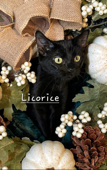 adoptable Cat in Sugar Land, TX named Licorice #Especially-Sweet