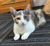 adoptable Cat in  named Kika #sister-of-Koko