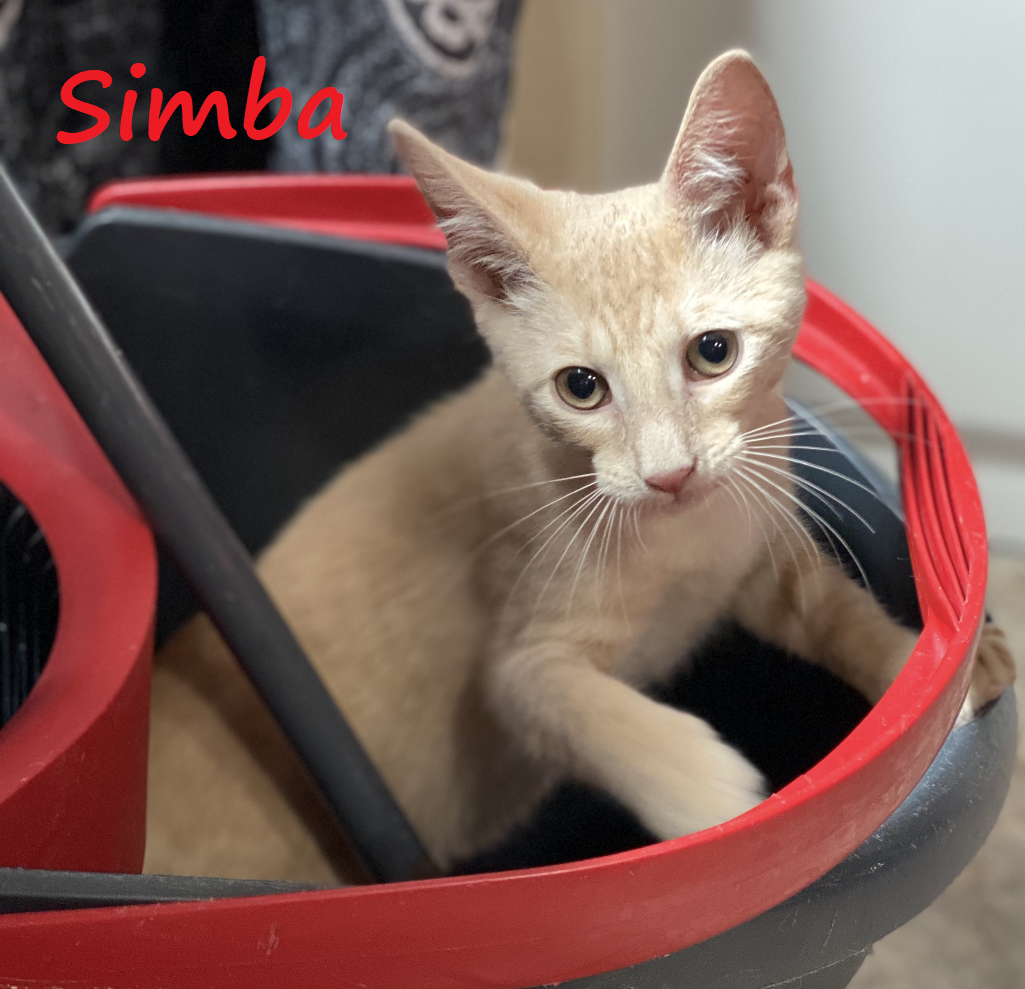 adoptable Cat in Houston, TX named Simba #streetwise-six