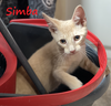 adoptable Cat in  named Simba #streetwise-six