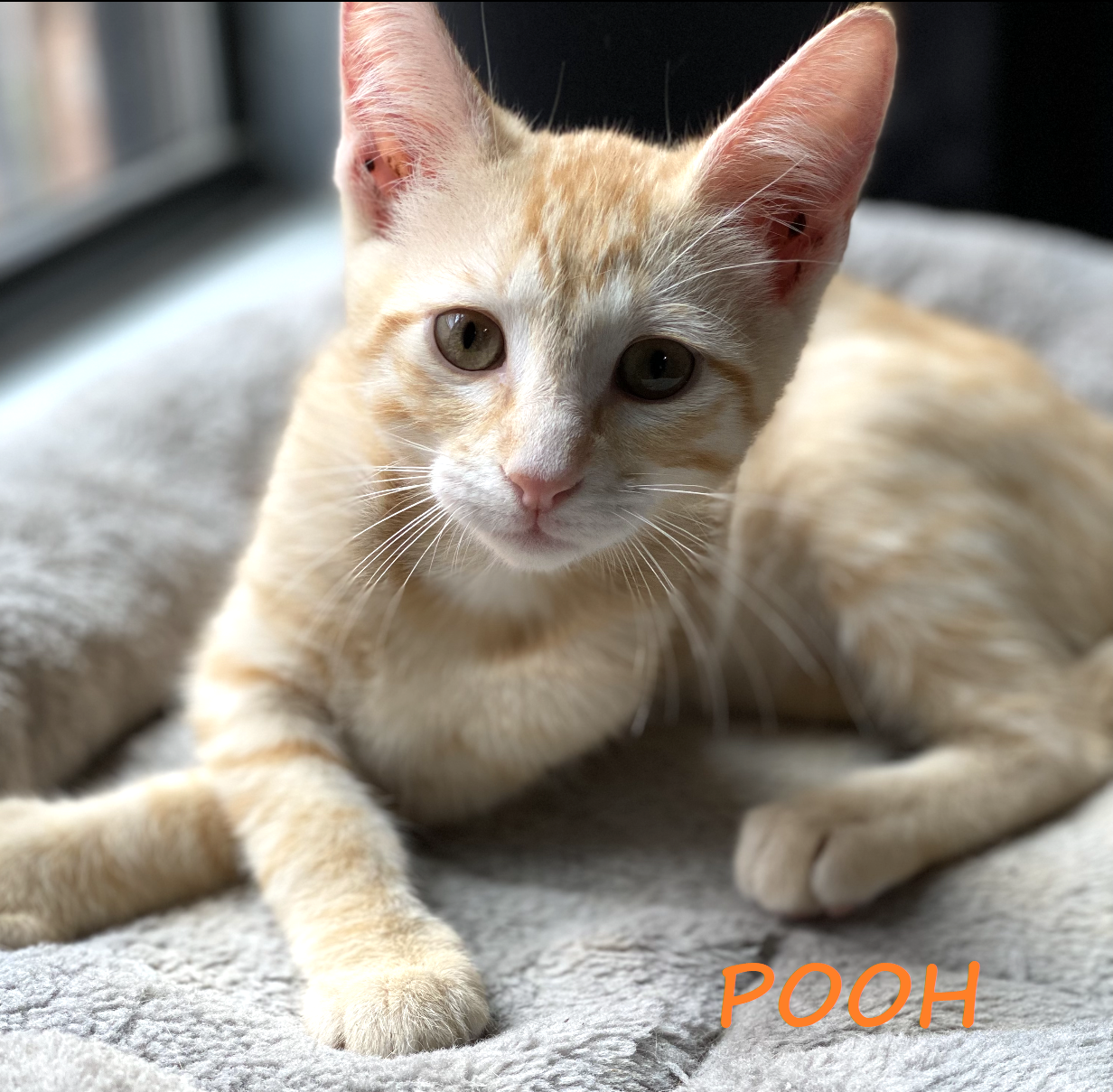 adoptable Cat in Houston, TX named Pooh #streetwise-six