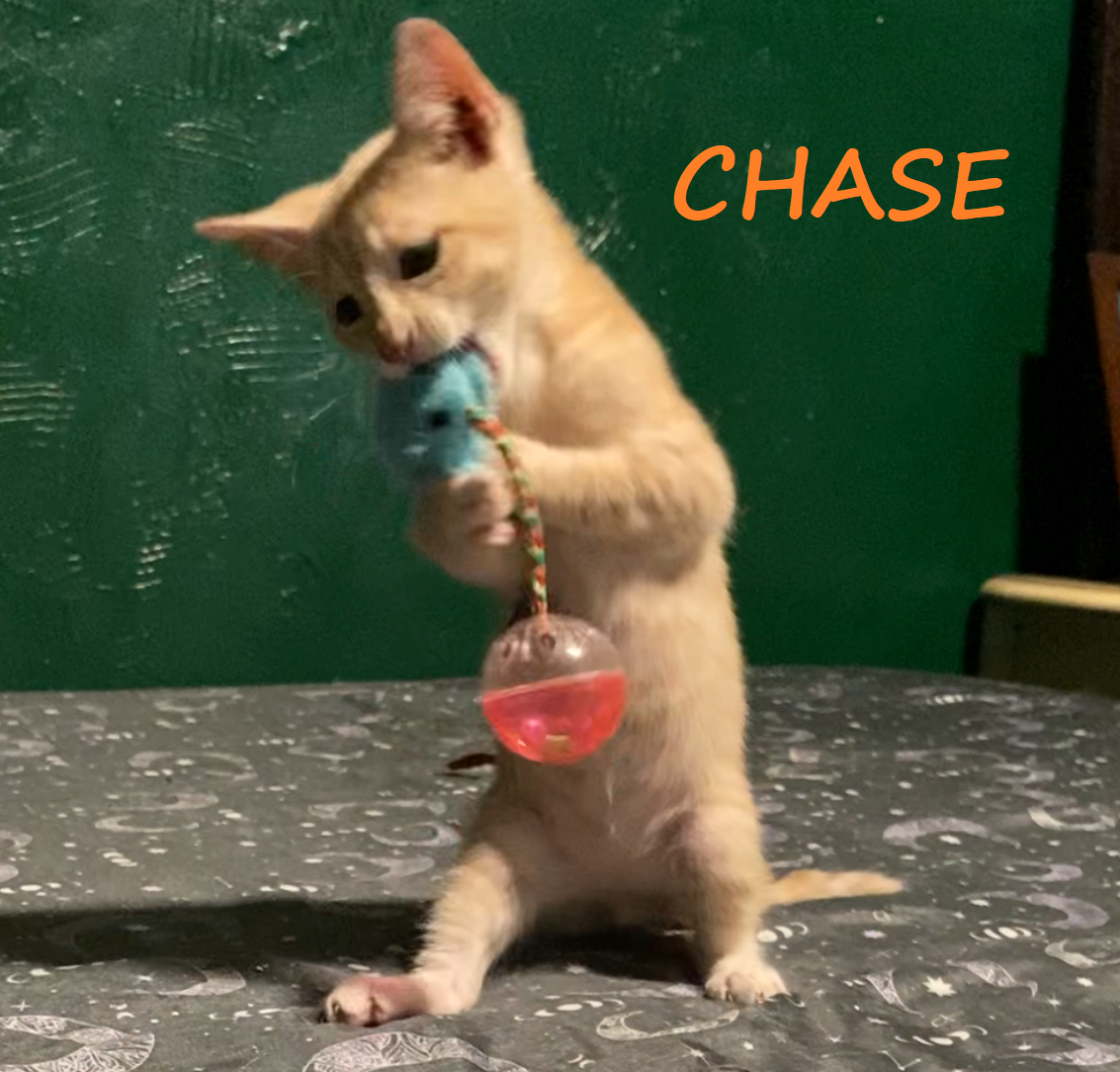 adoptable Cat in Houston, TX named Chase #streetwise-six