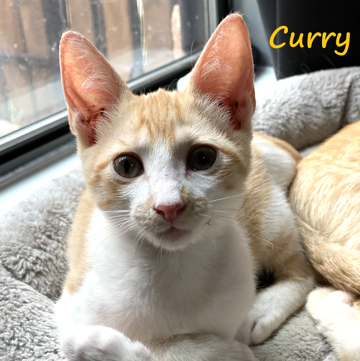 adoptable Cat in Houston, TX named Curry #streetwise-six