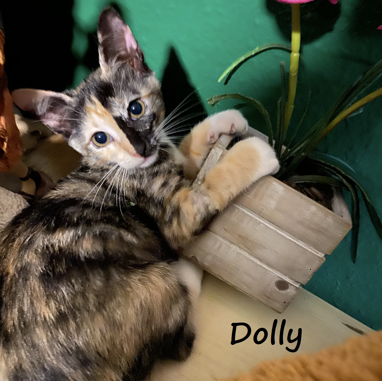 adoptable Cat in Houston, TX named Dolly #streetwise-six