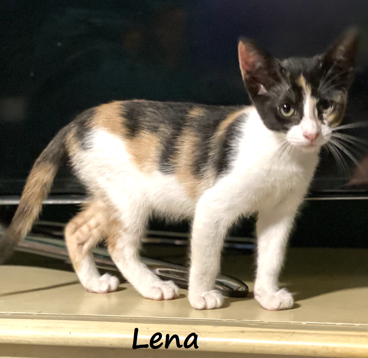 adoptable Cat in Houston, TX named Lena #streetwise-six