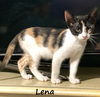 adoptable Cat in  named Lena #streetwise-six