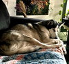 Xena #blue-eyed-beauty - Photo 2