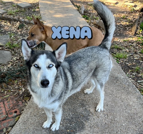 Xena #blue-eyed-beauty photo 6