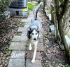 adoptable Dog in  named Xena #blue-eyed-beauty
