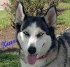 Xena #blue-eyed-beauty - Photo 1