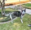 Xena #blue-eyed-beauty - Photo 4