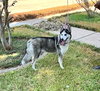 Xena #blue-eyed-beauty - Photo 5