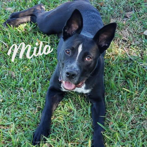 picture of the dog needing adoption