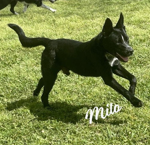 picture of the dog needing adoption