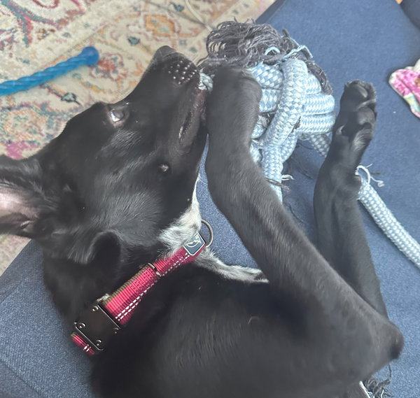 Milo #gives-mushy-puppy-kisses