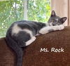 adoptable Cat in  named Rock #dumpster-diva