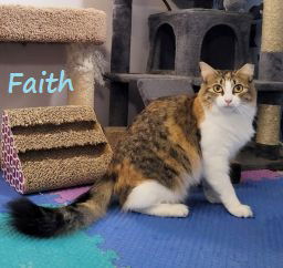 adoptable Cat in Houston, TX named Faith #winsome-beauty