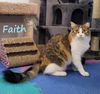 adoptable Cat in  named Faith #winsome-beauty