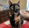 adoptable Cat in Houston, TX named Tori #Eskimo-kisser