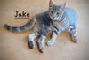 adoptable Cat in  named Jake #a-single-guy