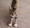 adoptable Cat in  named Molly #super-affectionate