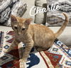 adoptable Cat in  named Charlie #shed-posse