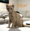 adoptable Cat in  named Max #shed-posse