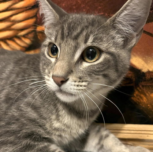 CLAUDE #MONET - Tabby / Domestic Short Hair available for adoption