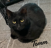 adoptable Cat in  named Tomm #3-mousketeers