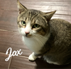 adoptable Cat in  named Jax #3-mousketeers
