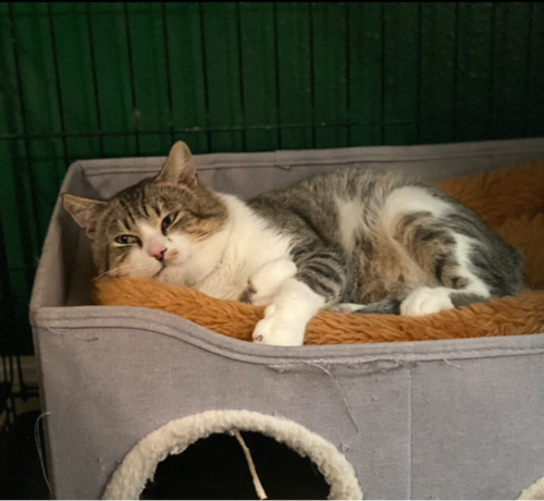 JAX #3-MOUSKETEERS - Tabby / Domestic Short Hair available for adoption